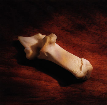 animal bone